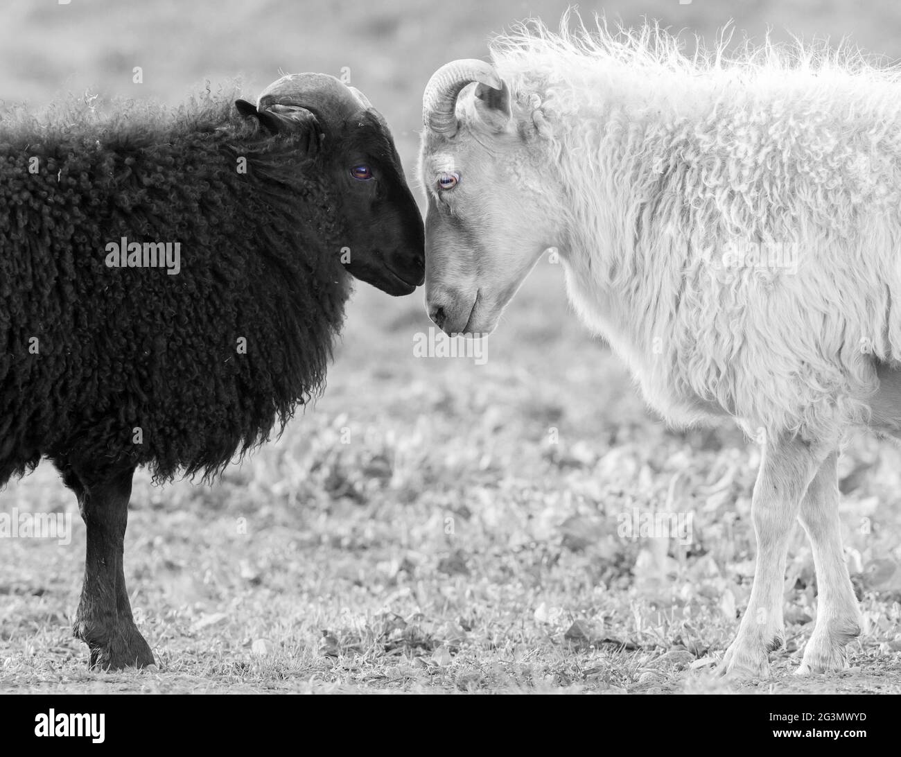 Black And White Sheep High Resolution Stock Photography and Images Alamy