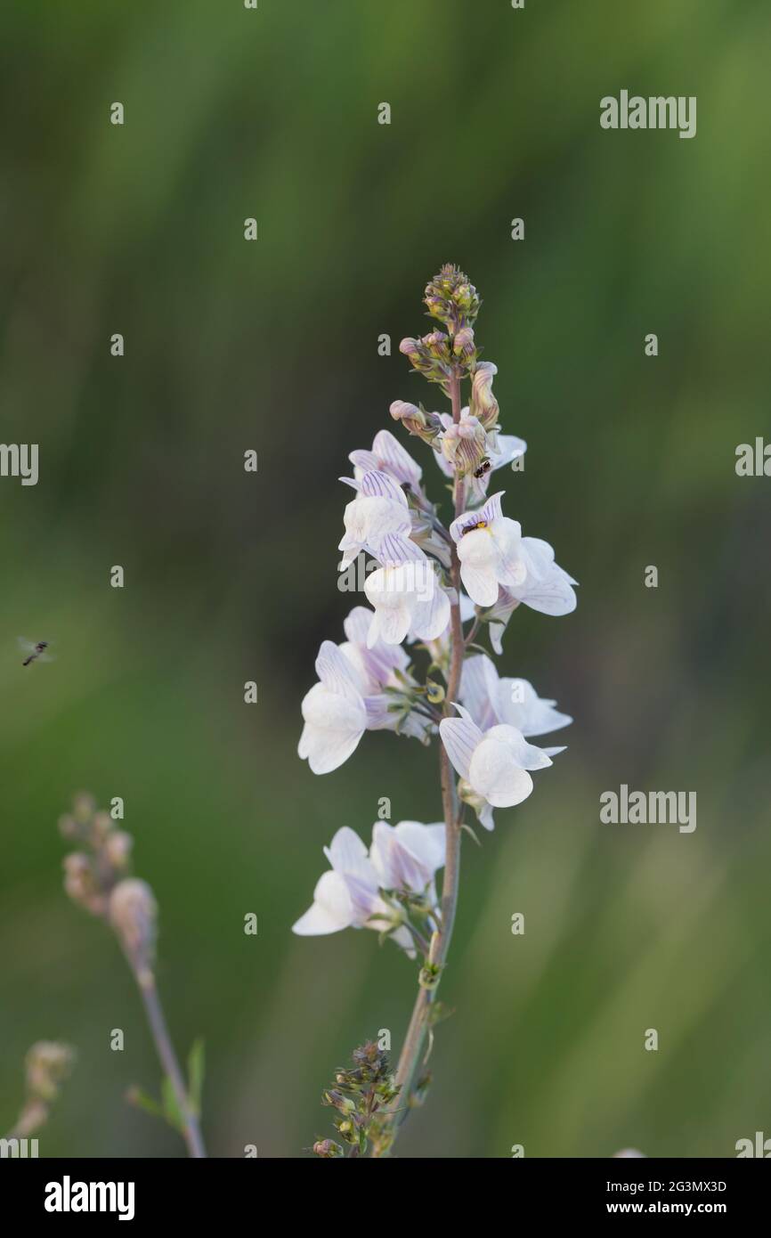 Striped toadflax (Linaria repens) Stock Photo