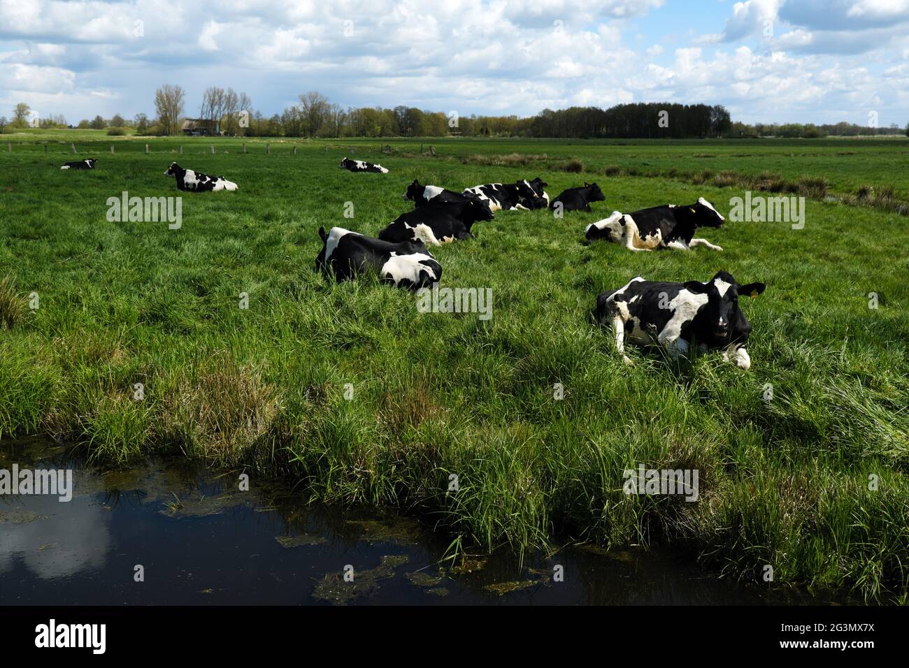 '06.05.2021, Bremen, Bremen, Germany - Sitting cows on the pasture in the landscape conservation area Blockland. 00A210506D016CAROEX.JPG [MODEL RELEAS Stock Photo