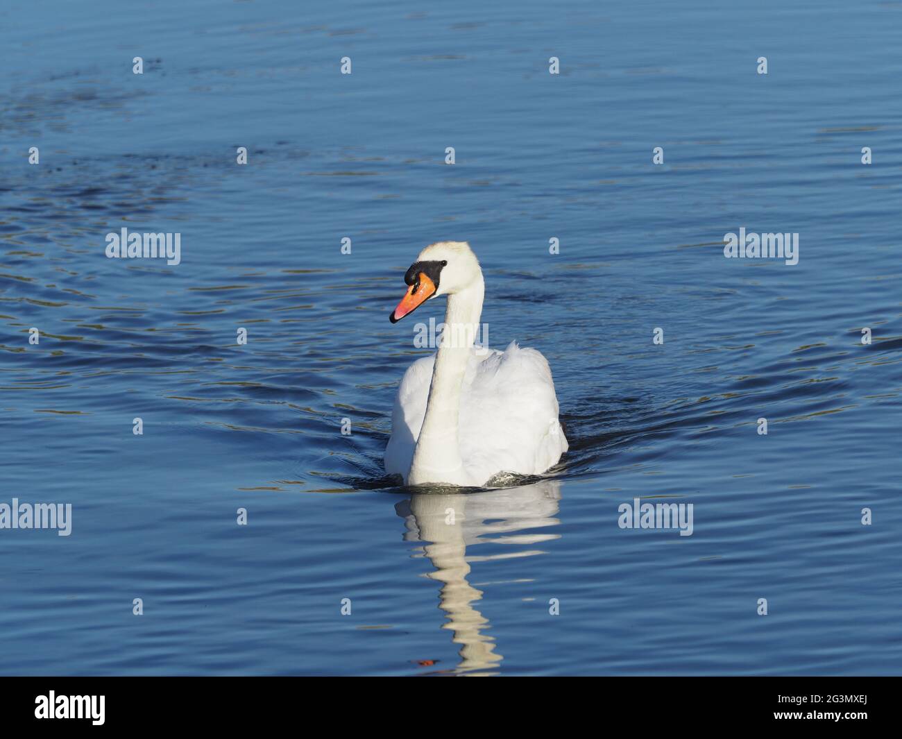 Mute Swan (Cygnus olor) swimming in a river Stock Photo