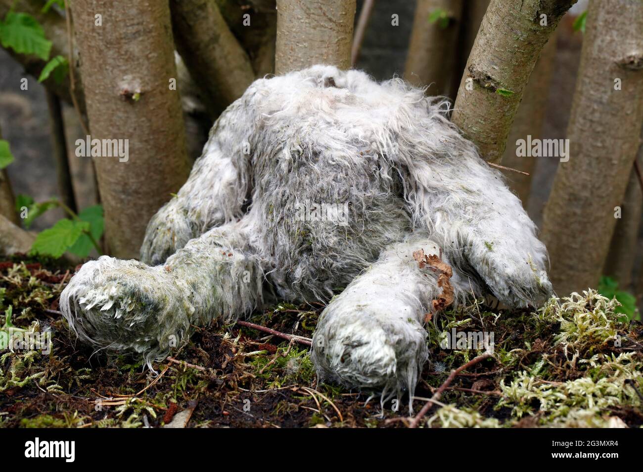 Teddy bear without a head hi-res stock photography and images - Alamy
