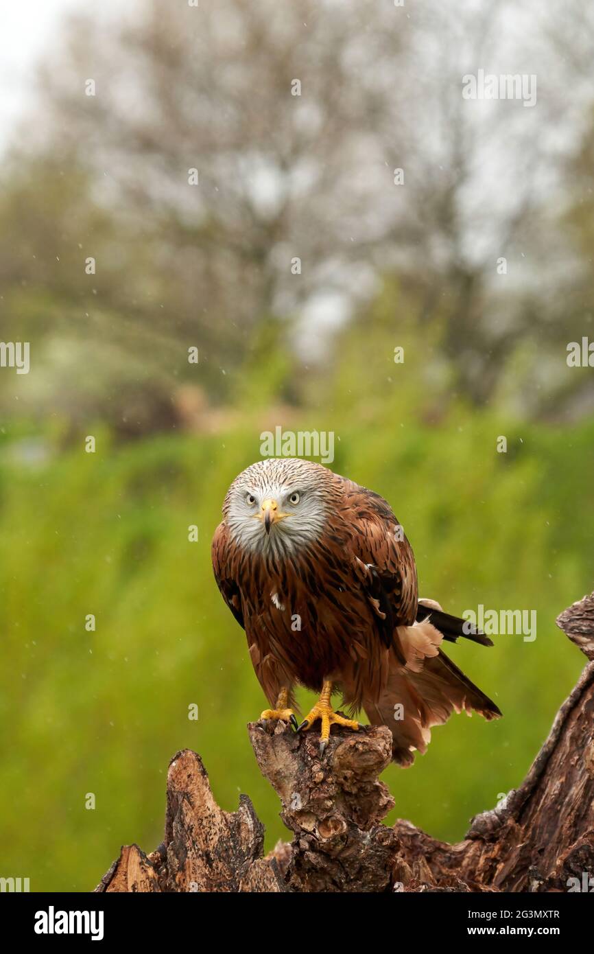 Red kite, bird of prey portrait. The bird is sitting on a stump. Ready