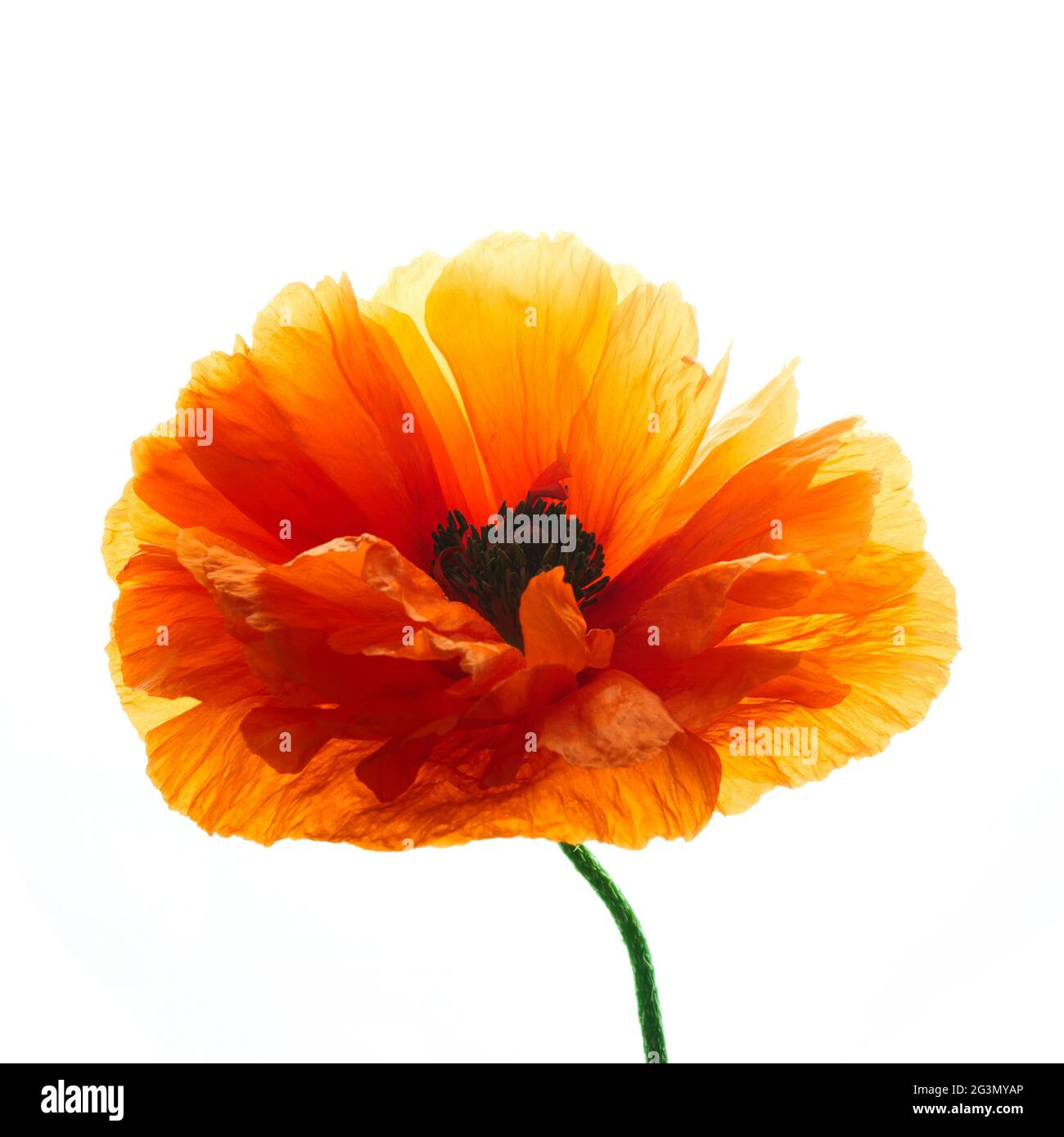 Bright red poppy flower isolated on white background. Stock Photo