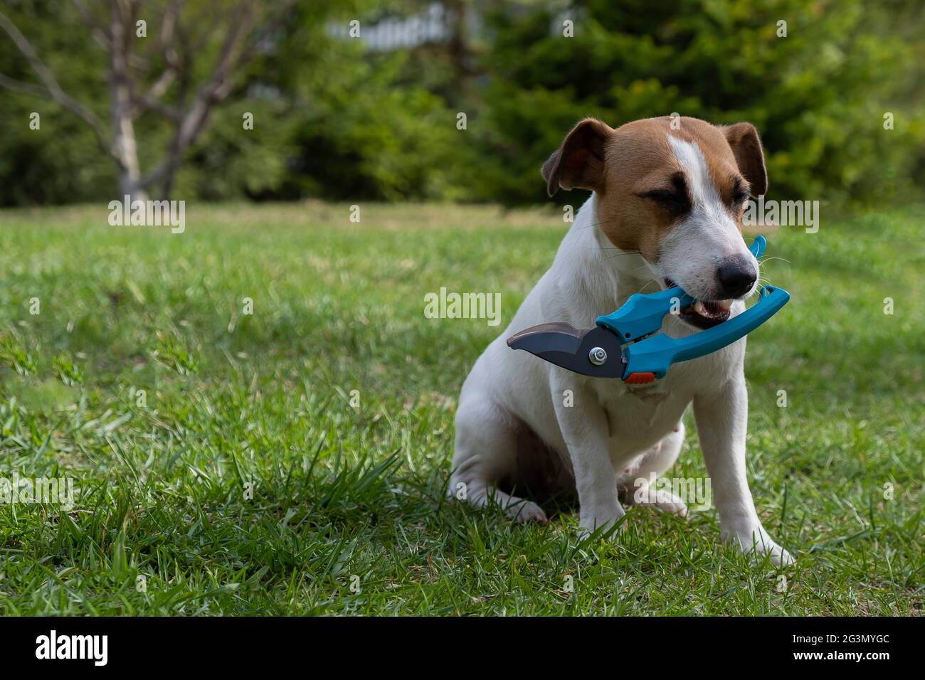 The dog is holding a pruner tool. Jack russell terrier holds gardener