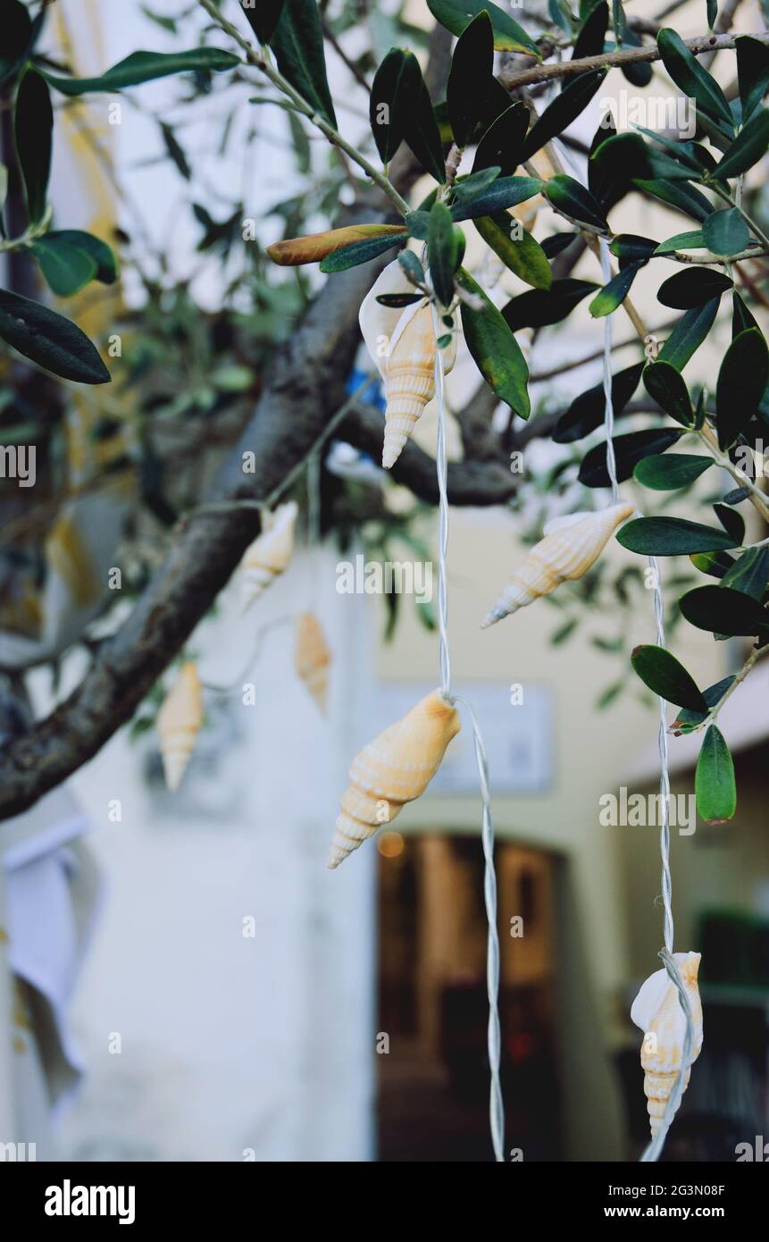 Beautiful background of decorative garland in the form of seashells hanging on an olive tree in the old town of Piran. Adriatic coast of Slovenia. Stock Photo