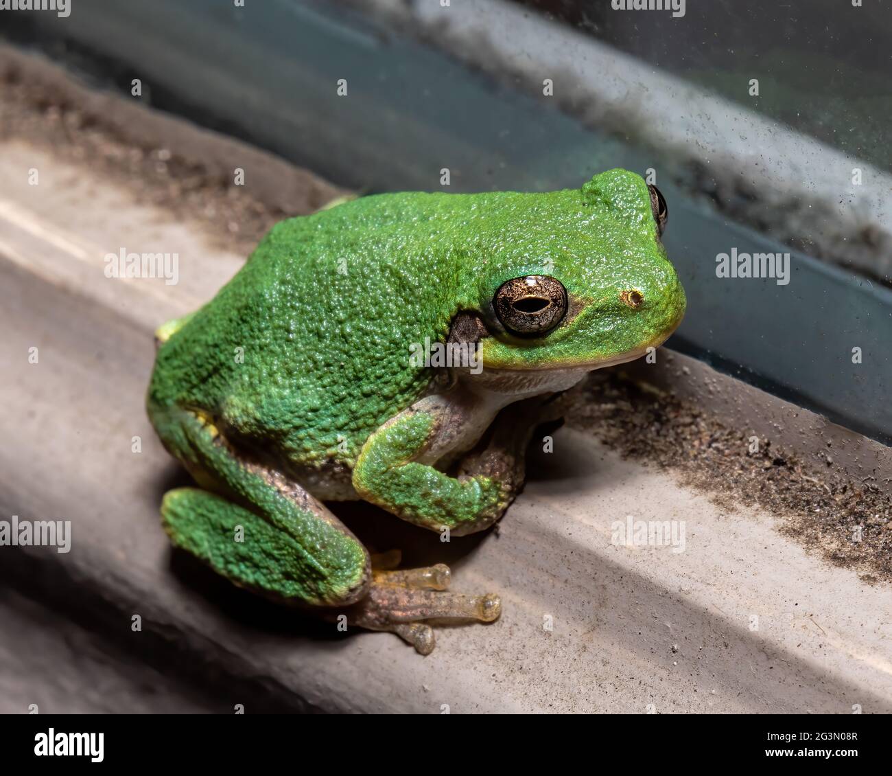 Green tree frog at night sitting on the edge of the door window. Stock Photo