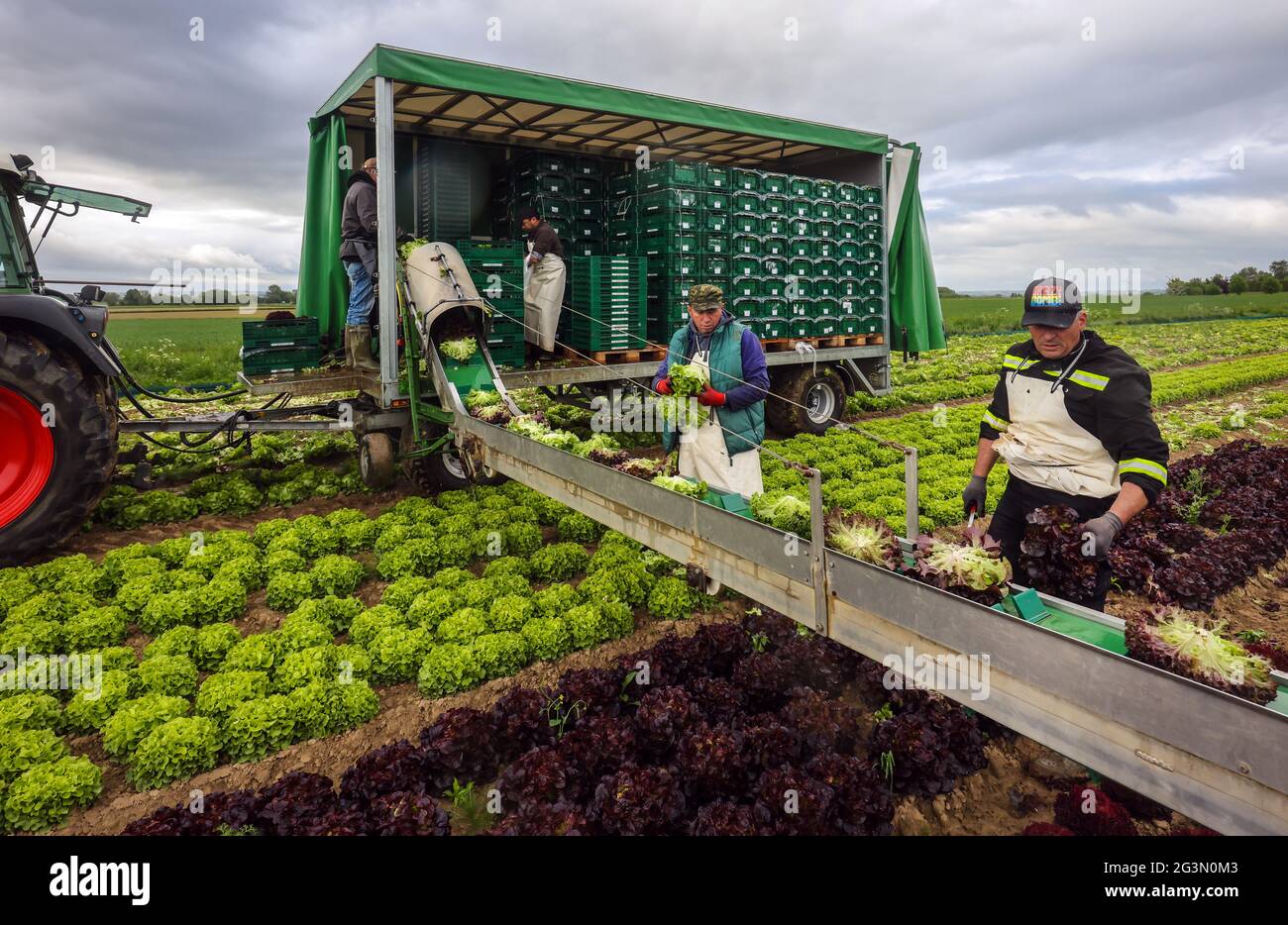 '25.05.2021, Soest, North Rhine-Westphalia, Germany - Vegetable cultivation, harvesters harvesting lettuce, the freshly harvested lettuce heads are wa Stock Photo