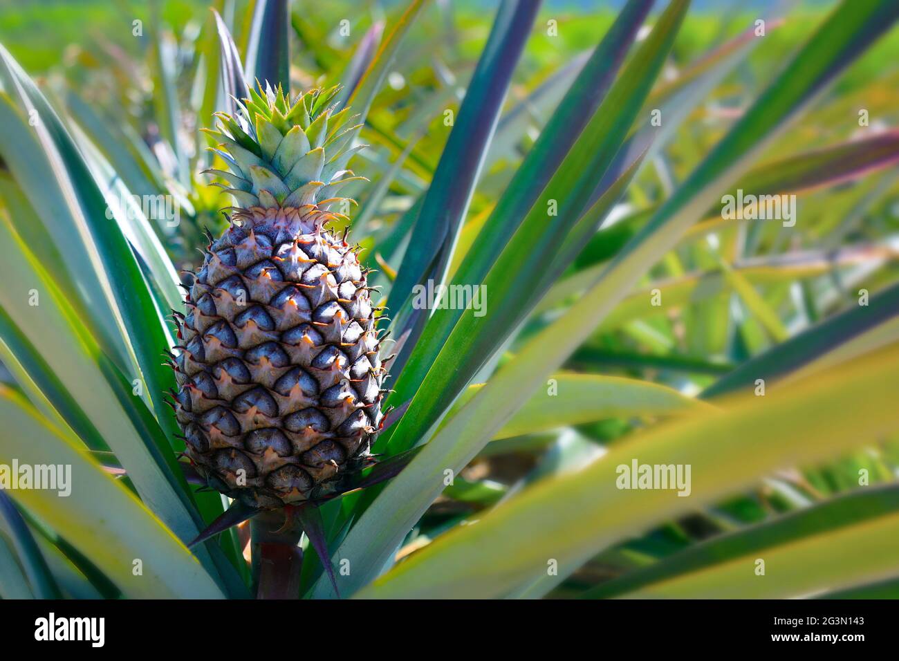 Caribbean pineapple field hires stock photography and images Alamy