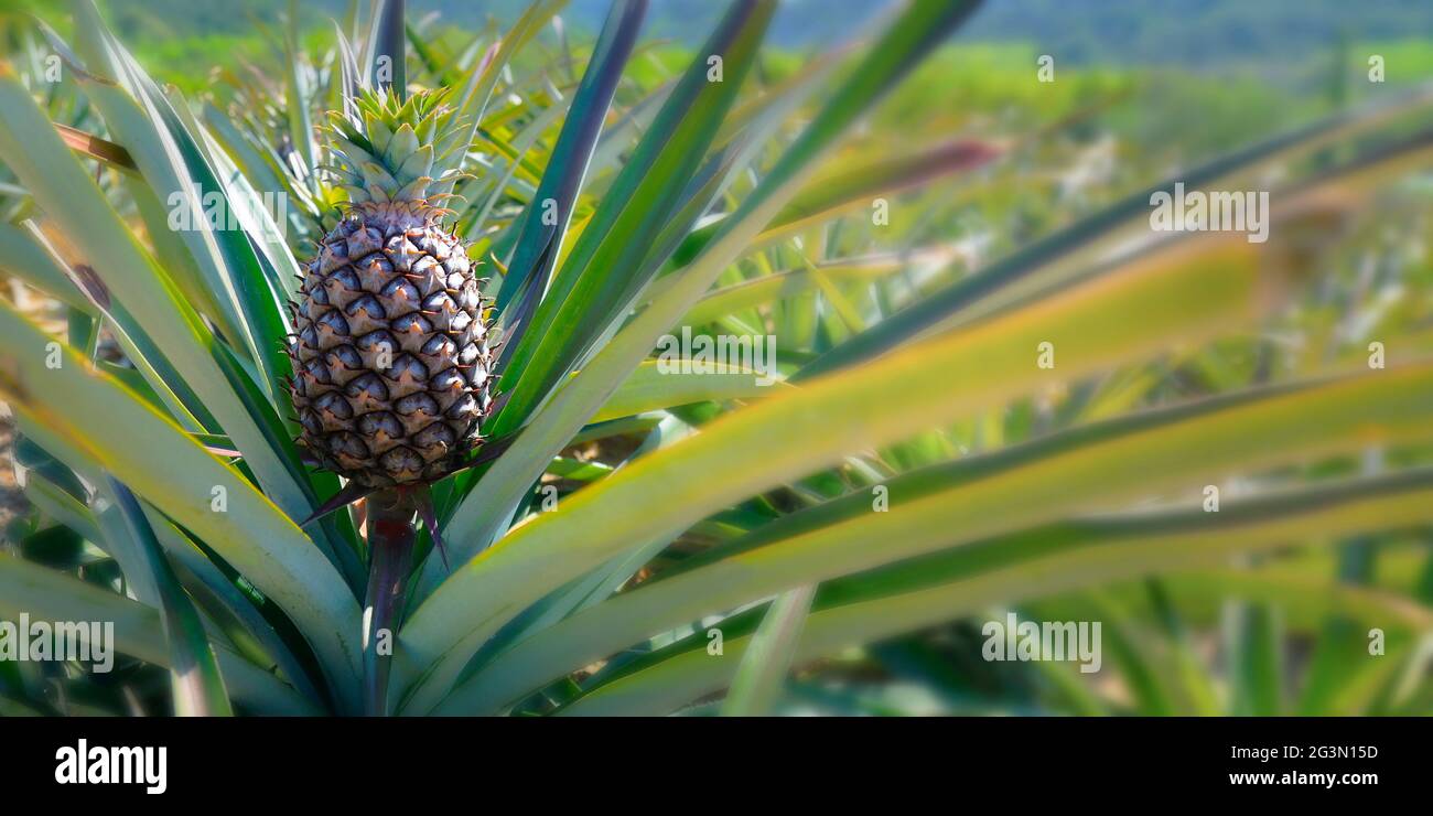 juicy pineapple growing in plantation Stock Photo