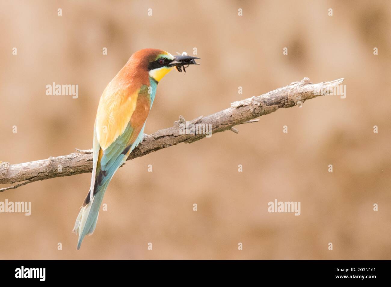 colourful European bee-eater, Merops apiaster, sits on a branch, Germany Stock Photo