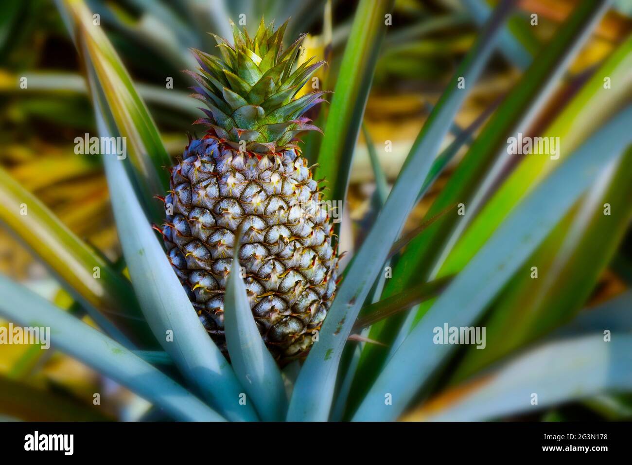 juicy pineapple growing in plantation Stock Photo