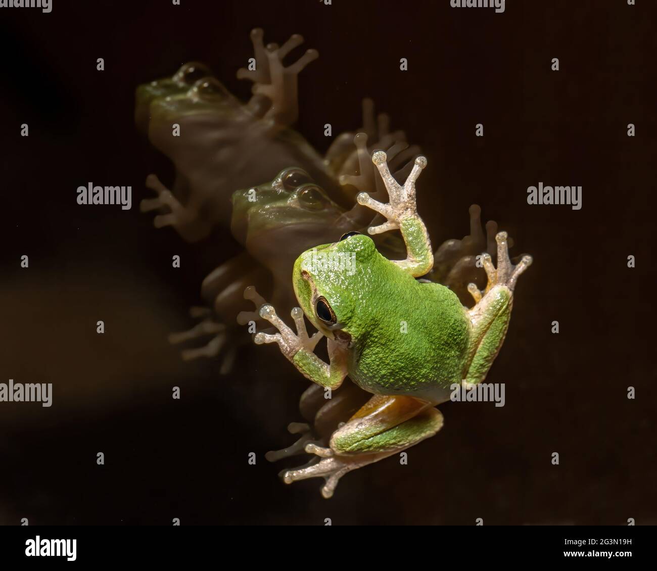 Green tree frog outside hires stock photography and images Alamy