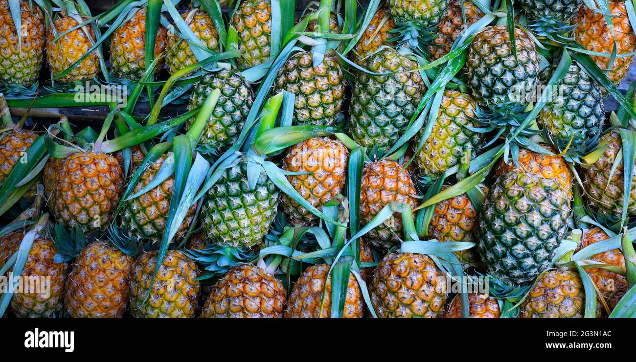 juicy pineapple growing in plantation Stock Photo