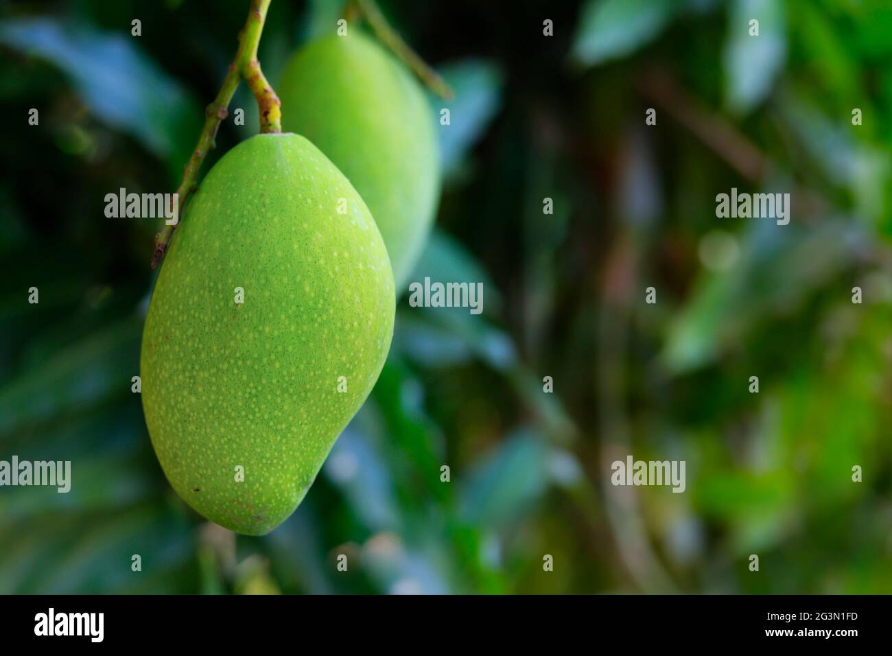 young green mango growing in tree Stock Photo