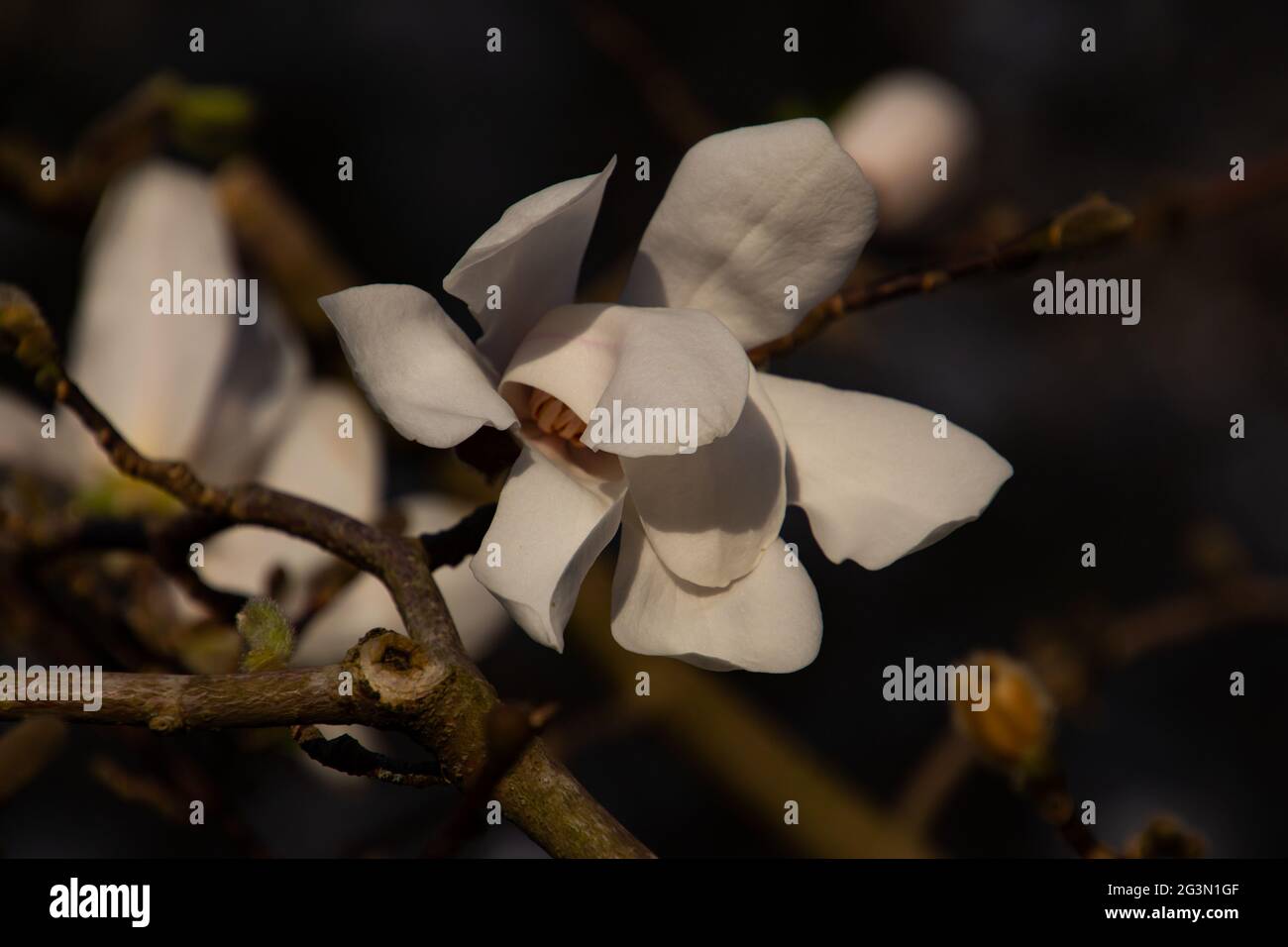 Branch with white blossoms of a Kobushi Magnolia, also called Magnolia kobus Stock Photo