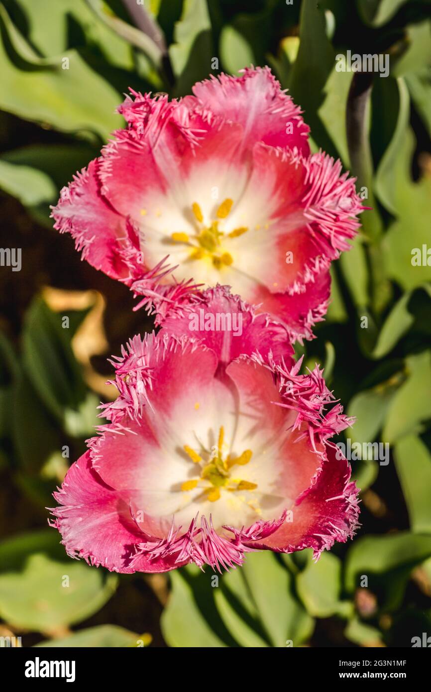 Colorful tulip flowers bloom in the garden Stock Photo - Alamy