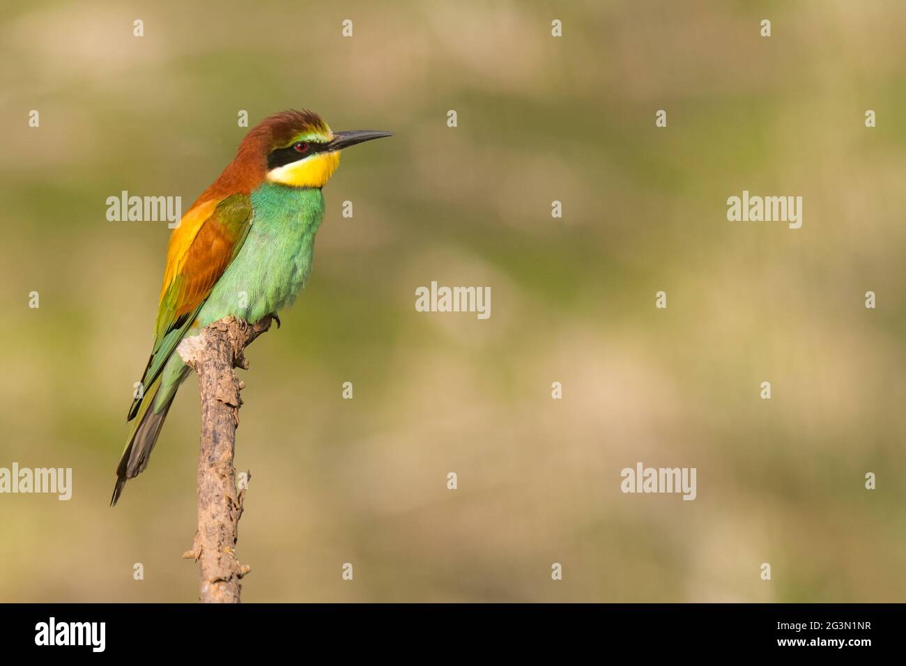 colourful European bee-eater, Merops apiaster, sits on a branch, Germany Stock Photo