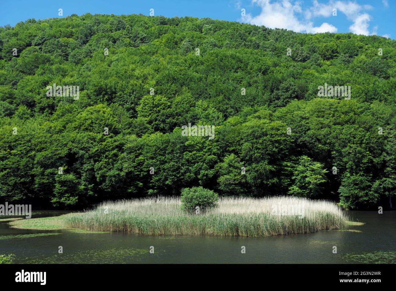 water plant of Sicily a reedbed in the blue fresh water of Biviere lake in mountains of Nebrodi Nature Reserve Stock Photo