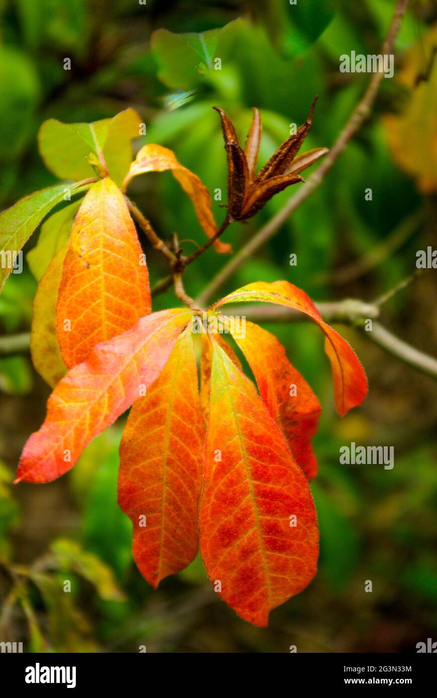 Dried dry leaves hi-res stock photography and images - Alamy