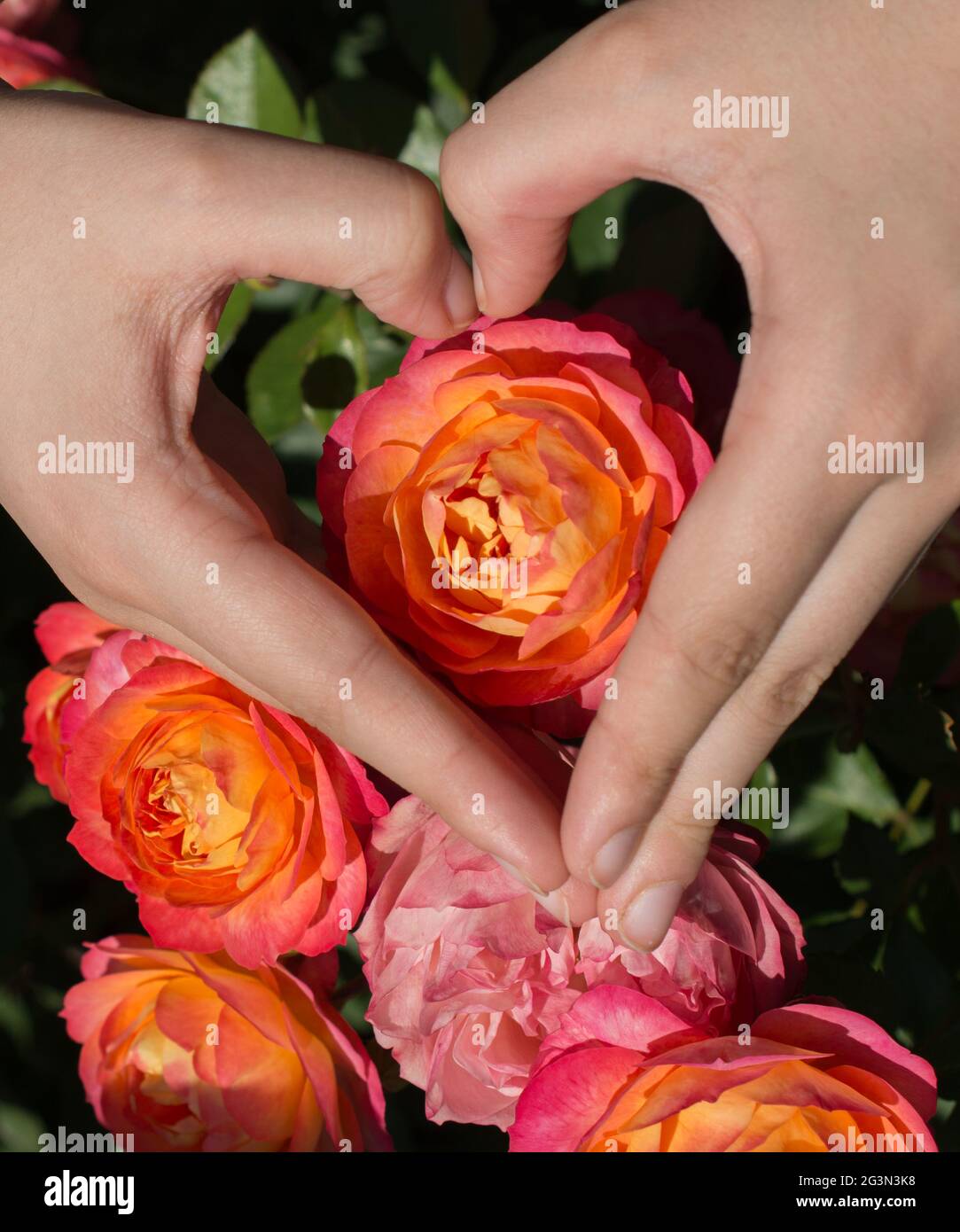 Beautiful colorful Rose Flower in hand Stock Photo Alamy