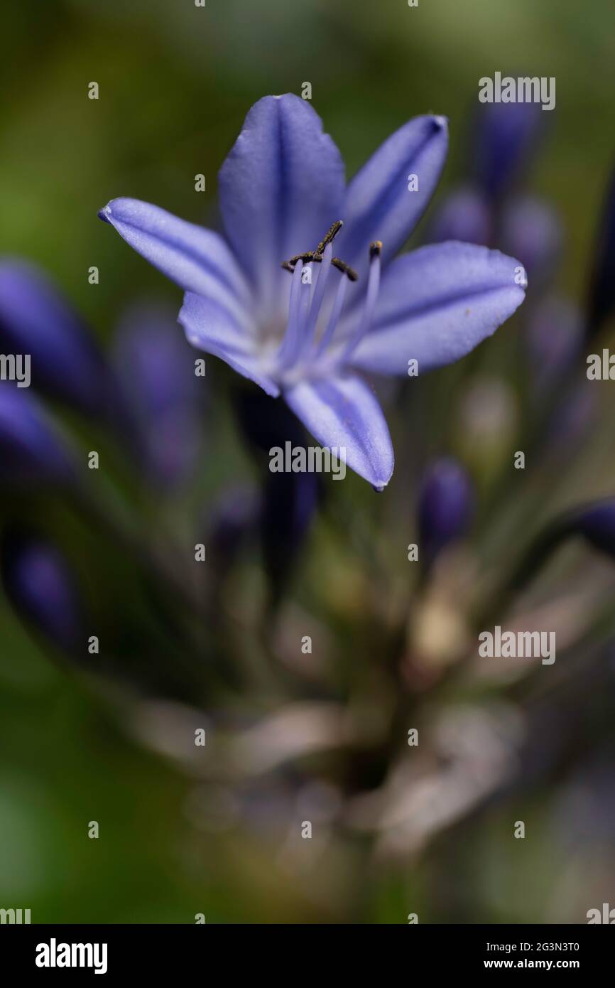 Close-up of violet Agapanthus africanus flower, known as lily of the Nile. Focus on the stamens, pistil and some petals, narrow depth of field Stock Photo