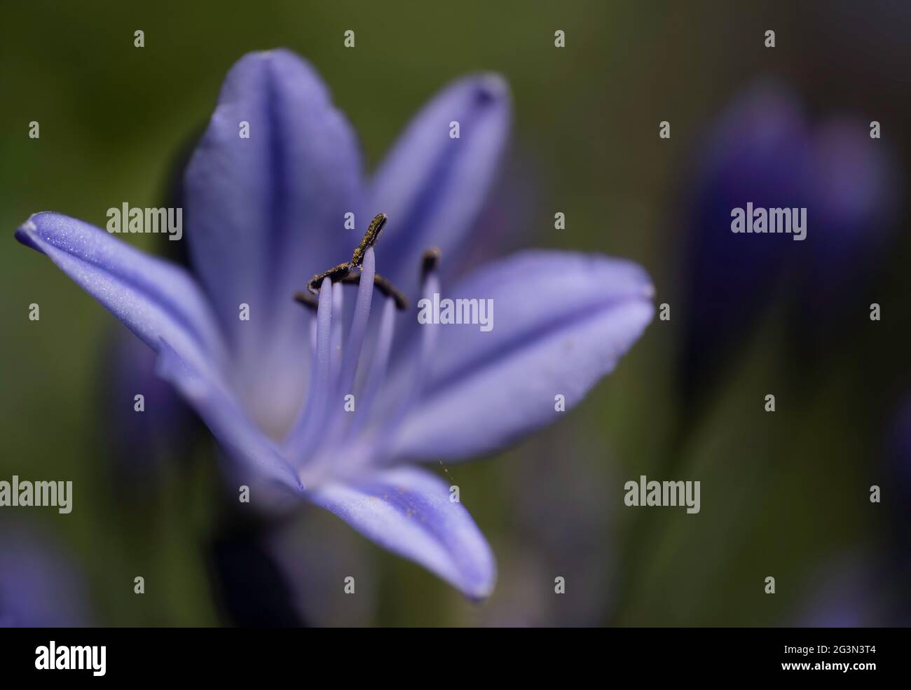 Close-up of violet Agapanthus africanus flower, known as lily of the Nile. Focus on the stamens, pistil and some petals, narrow depth of field Stock Photo