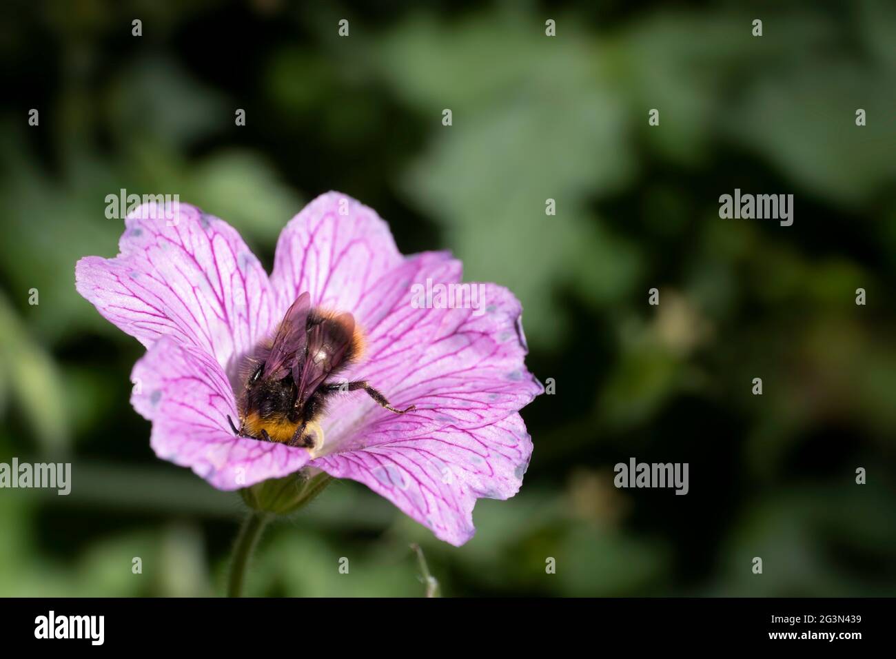 Bumblebee collecting nectar and pollinating a pink Geranium endressi 'Wargrave Pink' flower in the summer sun. Blurred green background Stock Photo