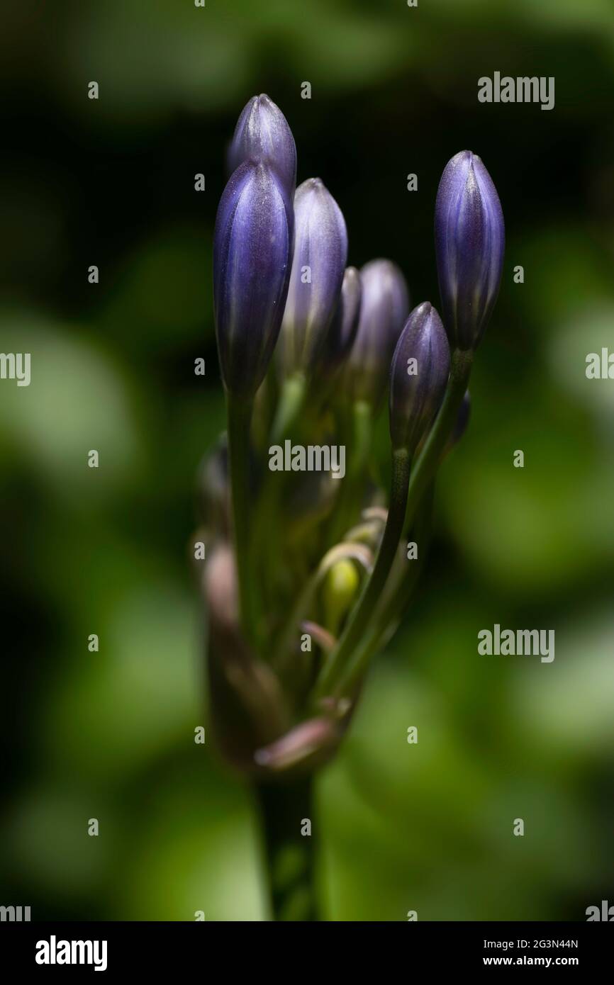 Buds of the violet Agapanthus africanus flower commonly known as lily of the Nile. Swallow depth of field, green blurred background Stock Photo