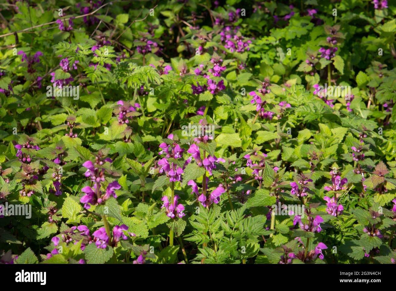 Pink flowers of dead nettle, also called Lamium maculatum Stock Photo