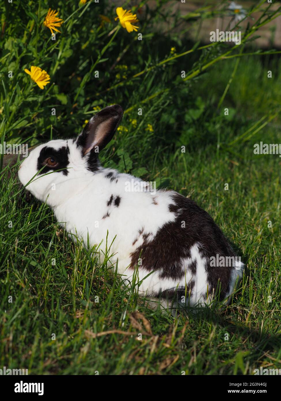 Bunny hops hi-res stock photography and images - Alamy