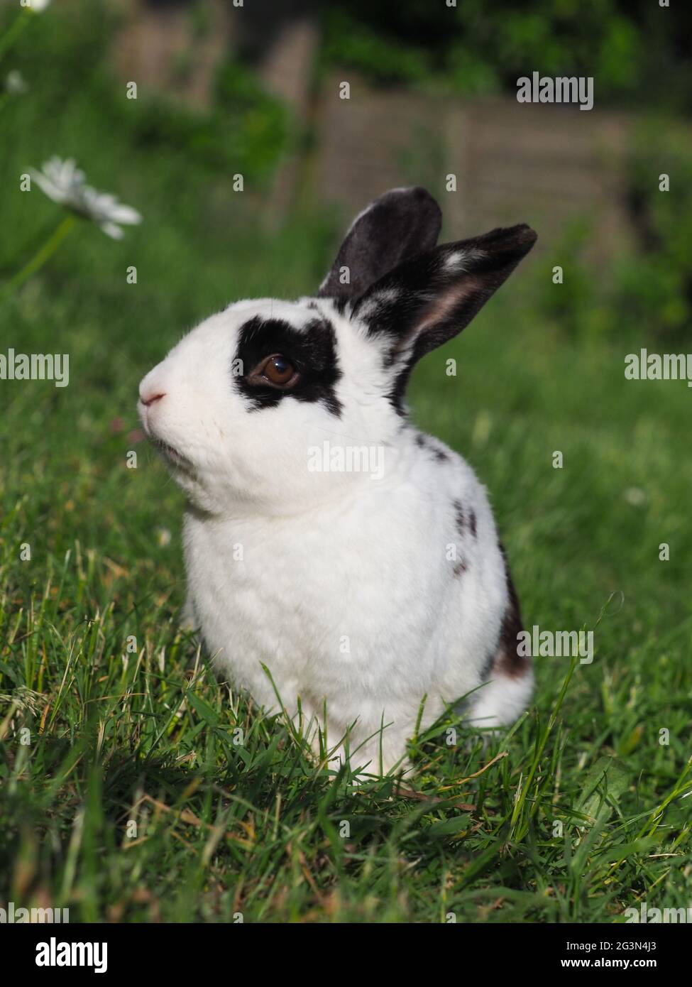 A pretty black and white pet rabbit hops around the garden Stock Photo ...