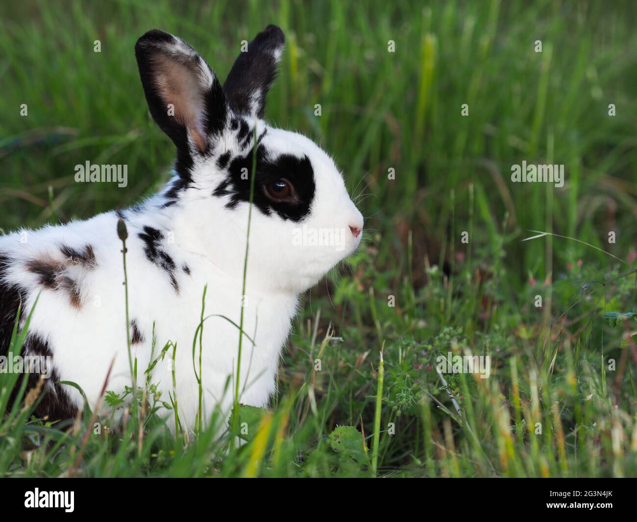Bunny hops hi-res stock photography and images - Alamy