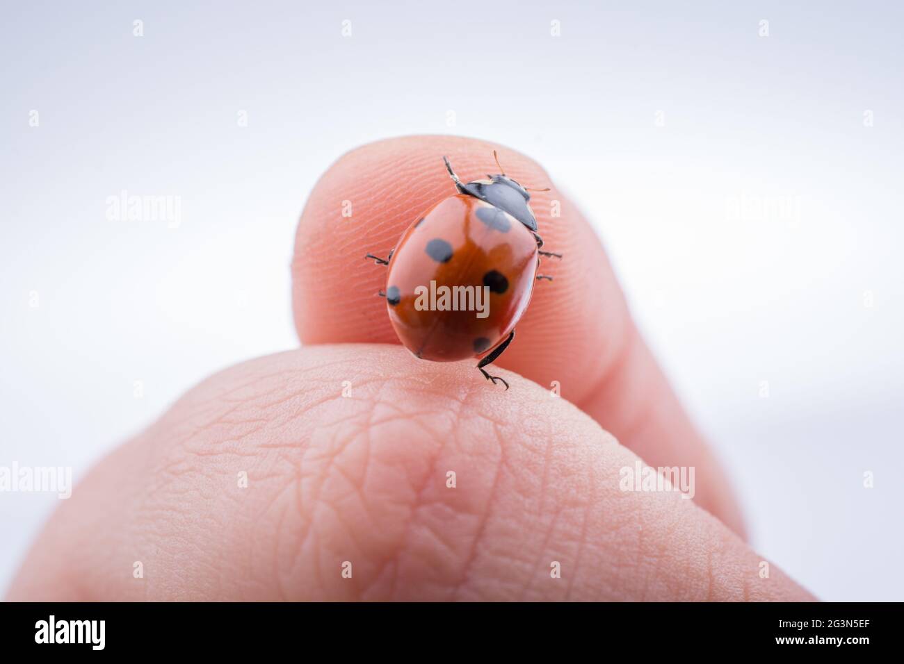 Beautiful red ladybug walking on a hand Stock Photo