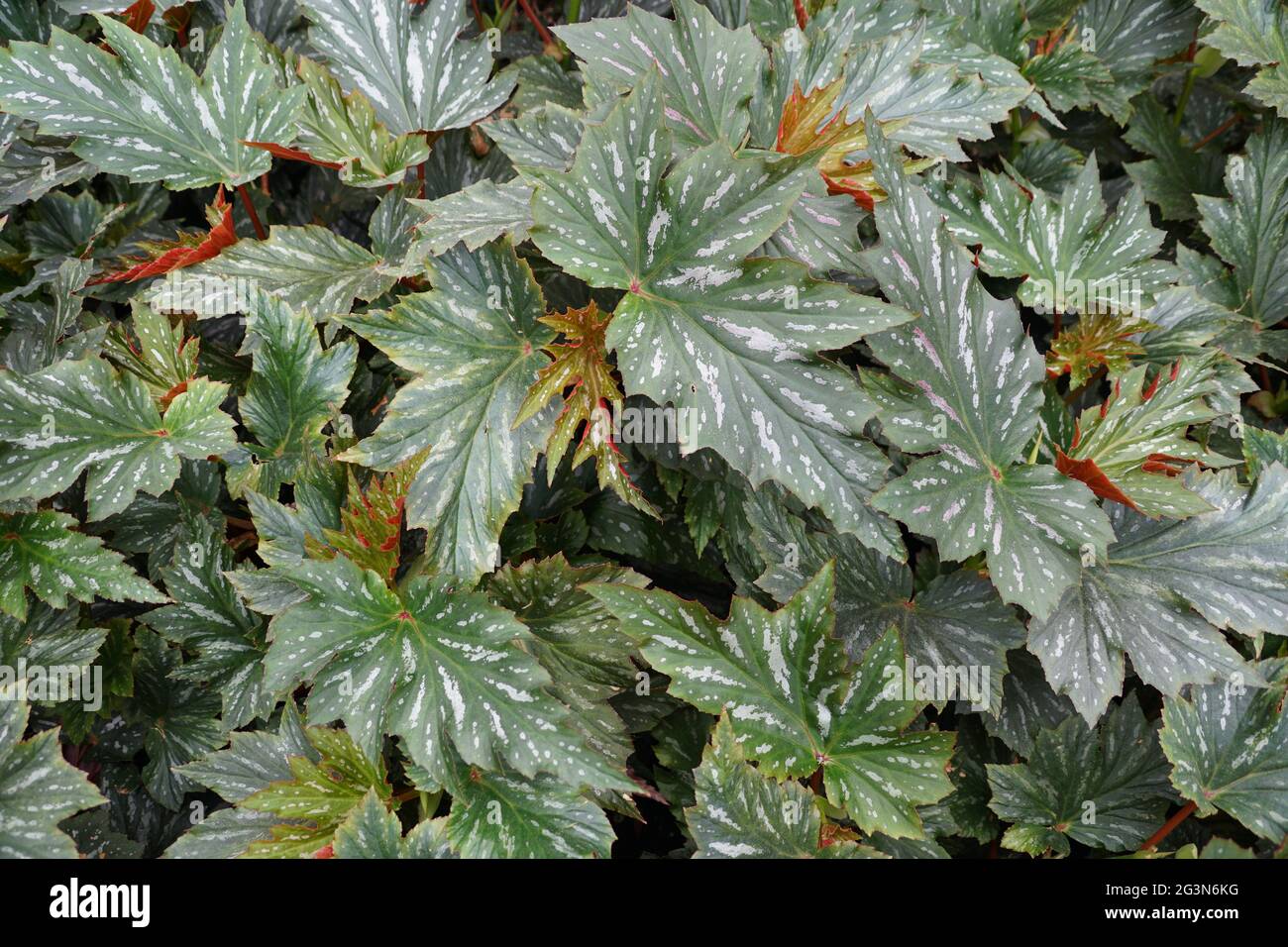 Beautiful and unique shape of Cane-like Begonia 'Lana' leaves Stock Photo