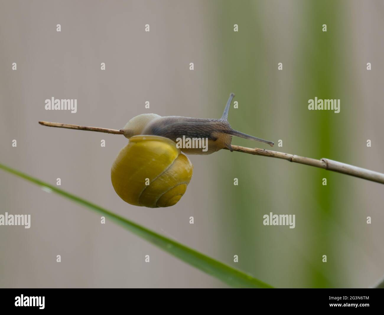 A yellow form of the White-lipped Snail or Garden Banded Snail, (Cepaea hortensis). Stock Photo