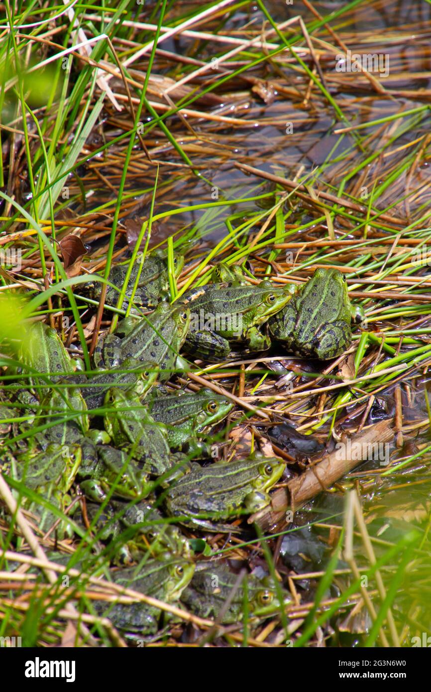 Bunch of frogs sitting in the grass by a pond, also called Pelophylax