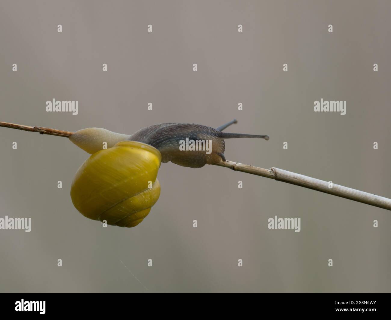 A yellow form of the White-lipped Snail or Garden Banded Snail, (Cepaea hortensis). Stock Photo