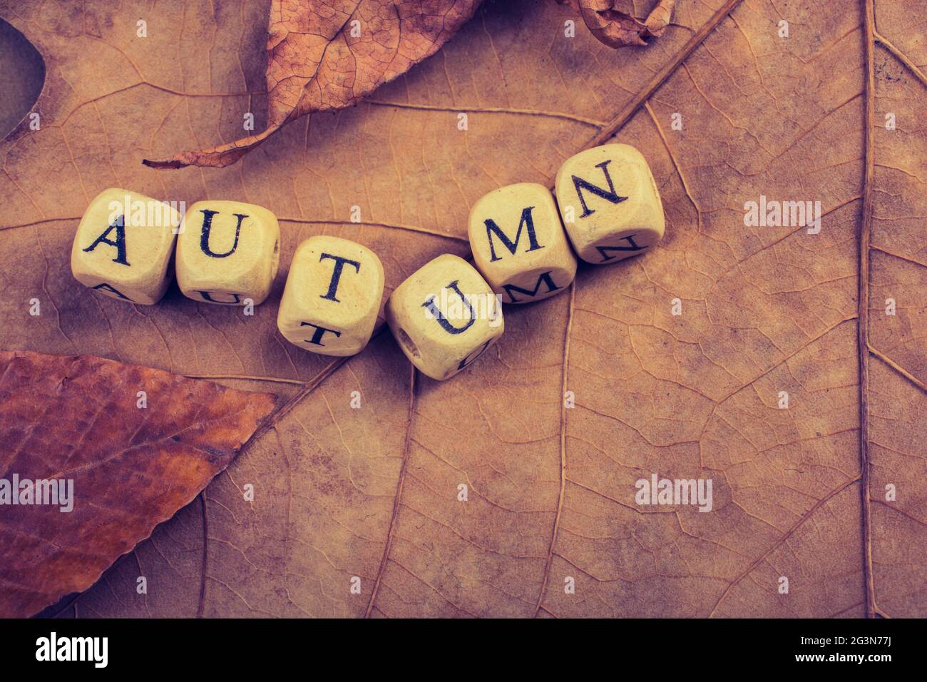 Autumn fall composition or concept and word Autumn Stock Photo