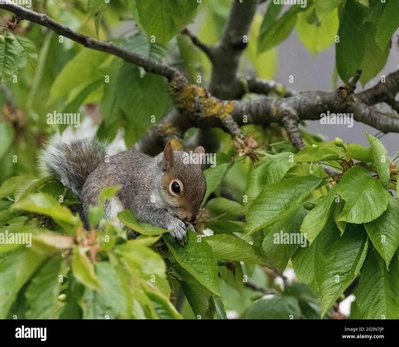 Baby grey squirrel eating cherry buds in the branches of a cherry tree Stock Photo Alamy