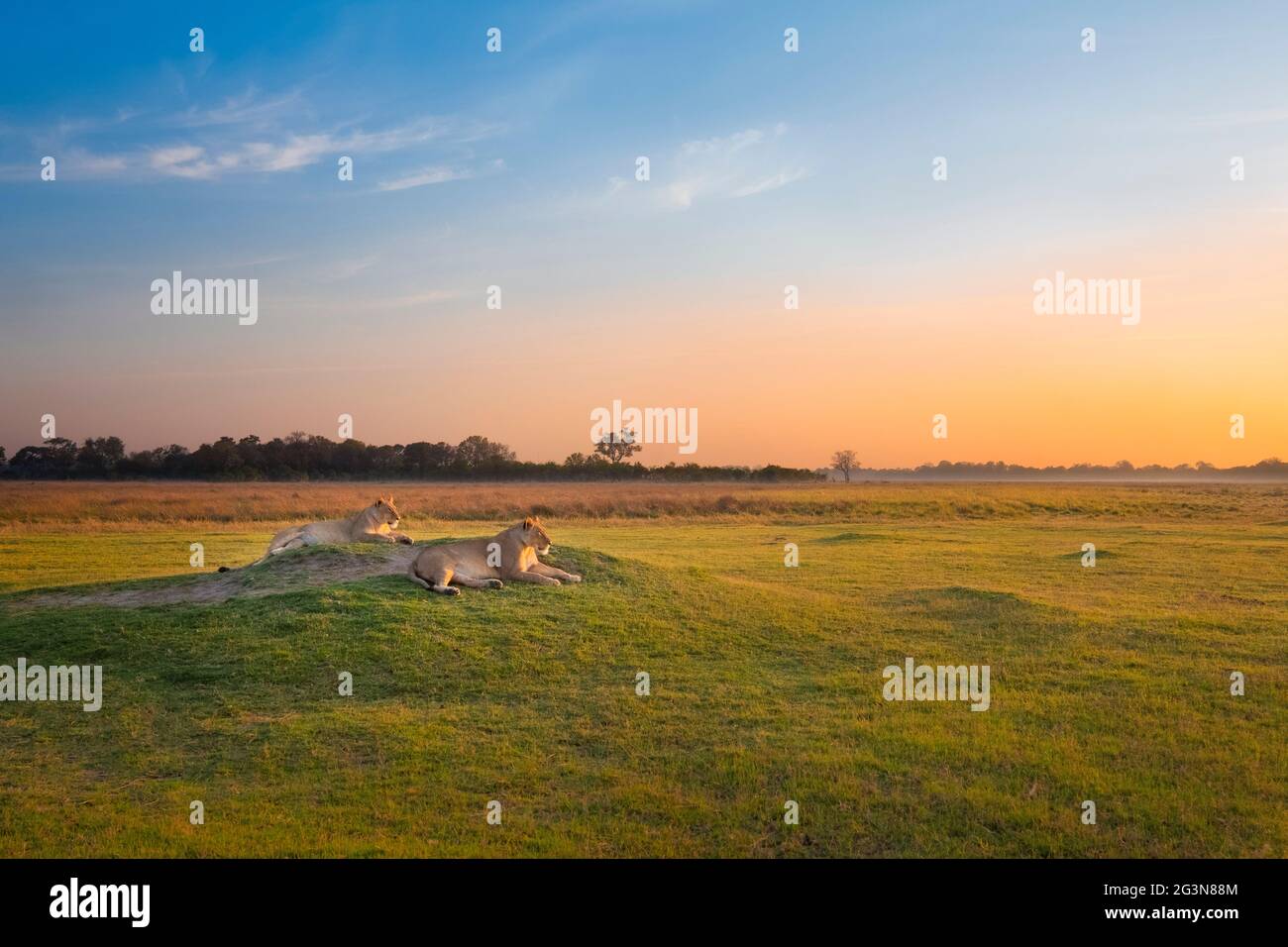 2 lionesses (Panthera leo) adults resting on termite hill in African landscape at sunrise. Okavango Delta, Botswana, Africa Stock Photo