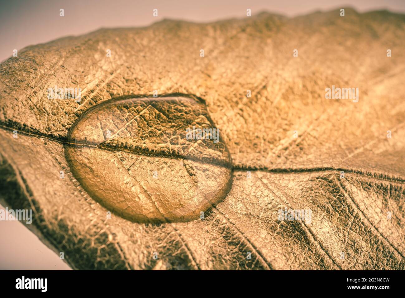 Gold Painted Leaf High Resolution Stock Photography and Images - Alamy