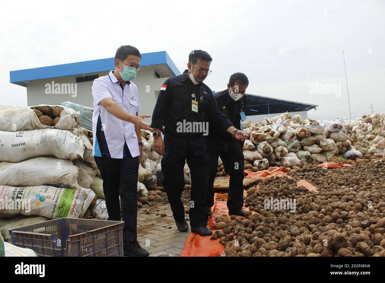 Madiun, Indonesia. 17th June, 2021. Minister of Agriculture of the Republic of Indonesia Syahrul Yasin Limpo (center) inspecting the stock of porang tubers (Amorphophallus muelleri) at the porang processing factory yard in Kuwu Village, Balerejo District, Madiun Regency (Photo by Ajun Ally/Pacific Press) Credit: Pacific Press Media Production Corp./Alamy Live News Stock Photo