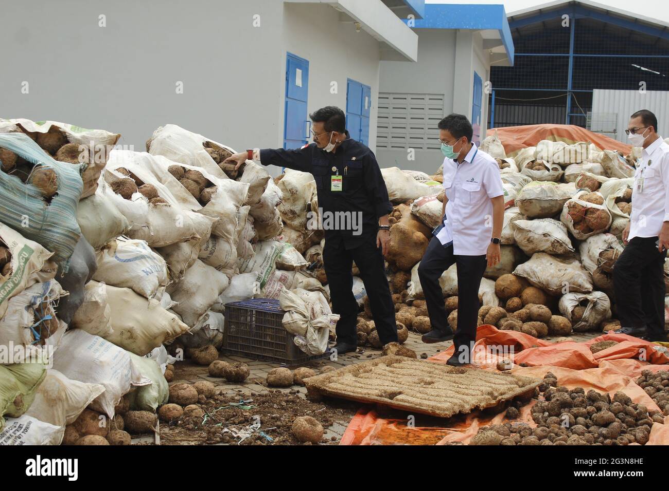 Madiun, Indonesia. 17th June, 2021. Minister of Agriculture of the Republic of Indonesia Syahrul Yasin Limpo (left) while inspecting the stock of porang tubers (Amorphophallus muelleri) at the porang processing factory yard in Kuwu Village, Balerejo District, Madiun Regency (Photo by Ajun Ally/Pacific Press) Credit: Pacific Press Media Production Corp./Alamy Live News Stock Photo