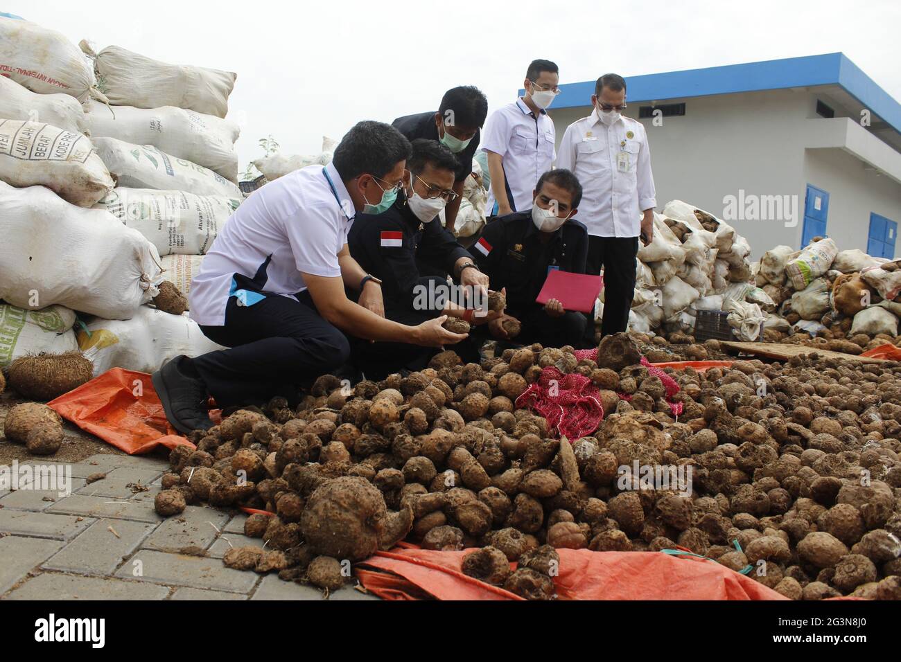 Madiun, Indonesia. 17th June, 2021. Minister of Agriculture of the Republic of Indonesia Syahrul Yasin Limpo (second from left) inspects the stock of porang tubers (Amorphophallus muelleri) at the porang processing factory yard in Kuwu Village, Balerejo District, Madiun Regency (Photo by Ajun Ally/Pacific Press) Credit: Pacific Press Media Production Corp./Alamy Live News Stock Photo