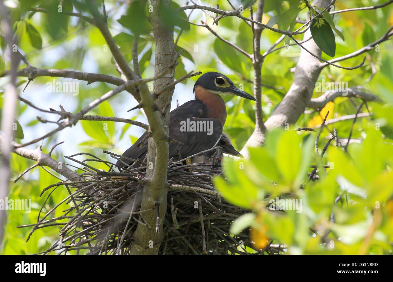 Bird nesting in a tree, protecting it's young Stock Photo