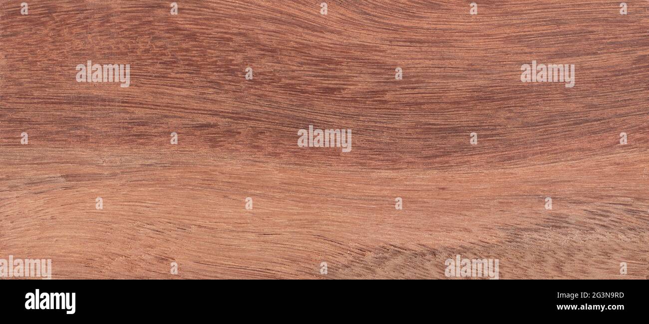 Wood from the tropical rainforest - Suriname - Moraexcelsa Benth Stock Photo