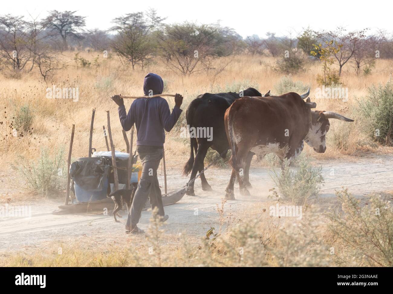 Walking dog cows hi-res stock photography and images - Alamy
