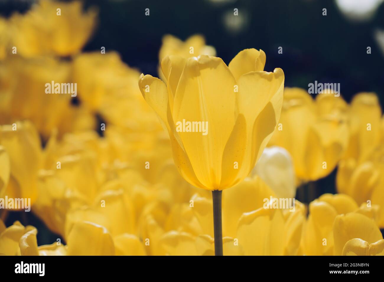Colorful tulip flowers bloom in the garden Stock Photo - Alamy