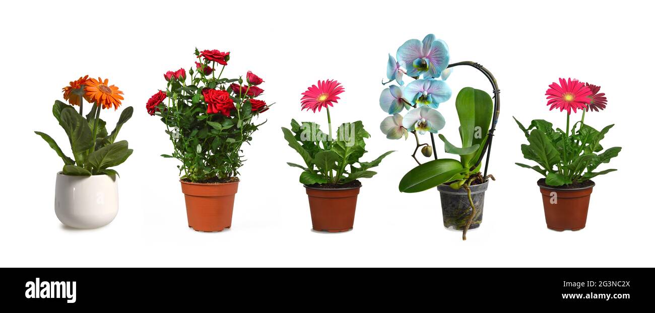 Collection of flower plants in pots isolated on white background Stock Photo