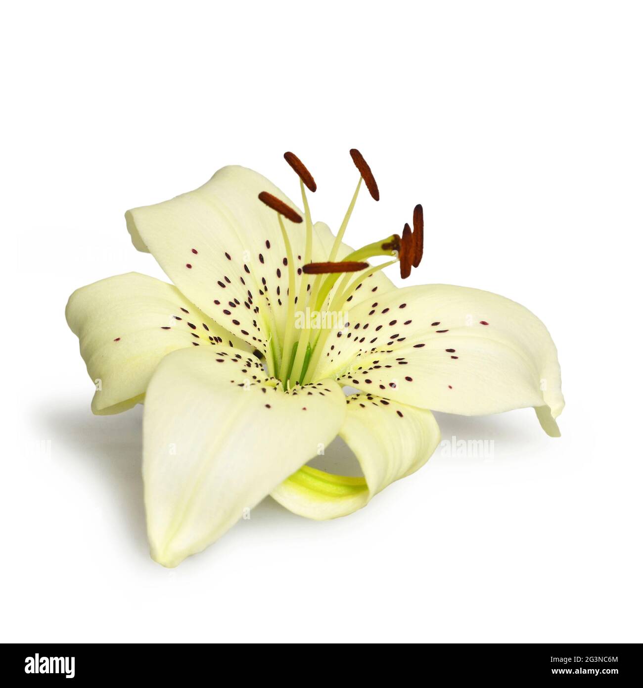White Asiatic lily flower isolated on white background Stock Photo